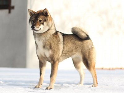 Câine rasa Shikoku în natură
