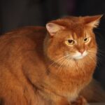 Gato Somali