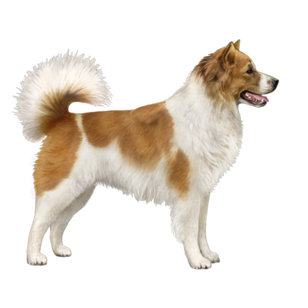Chien Thai Bangkaew