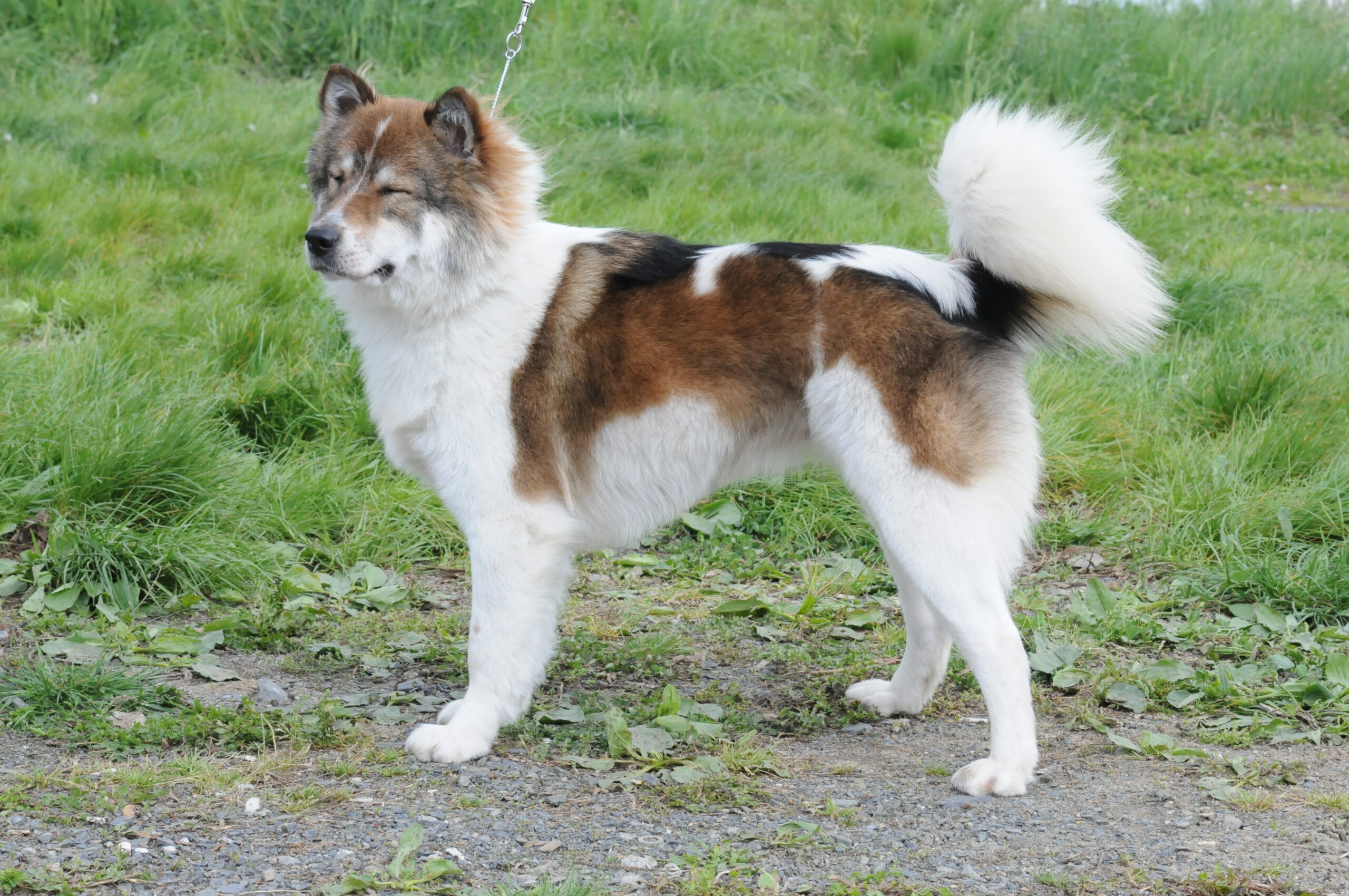 Thai Bangkaew Dog