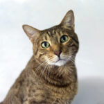 Canaan Cat