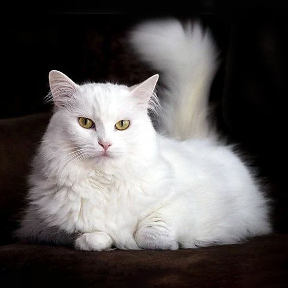Un Angora Turc blanc et duveteux assis sur une surface en bois