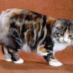 Cymric-Katze