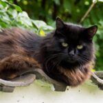 Chantilly-Tiffany