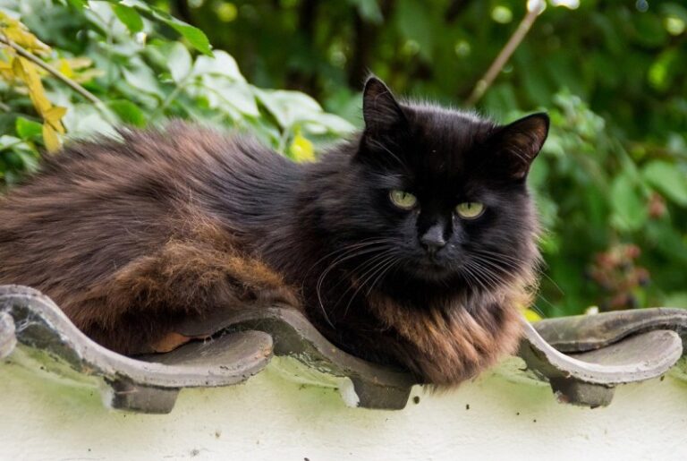 Chantilly-Tiffany