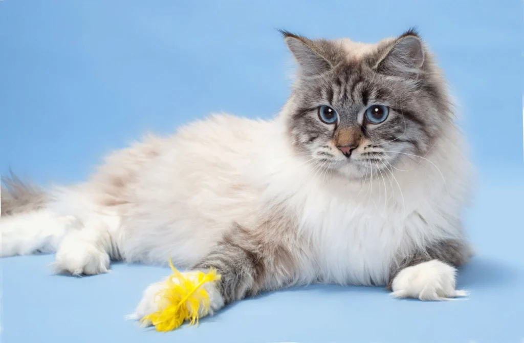 Neva Masquerade Katze wird gebürstet