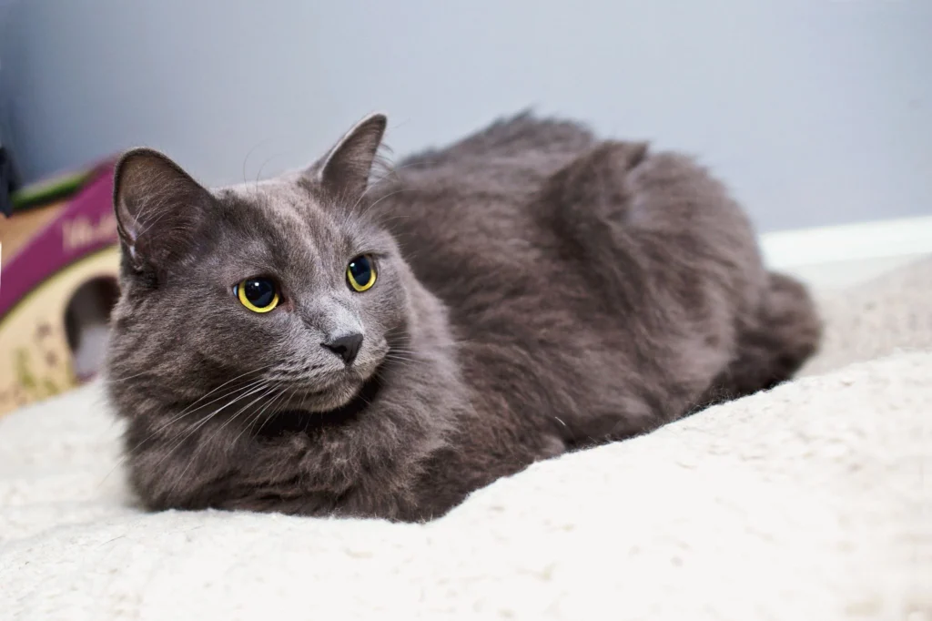 Nebelung Katze Profil