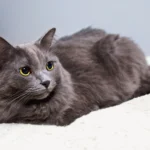 Nebelung