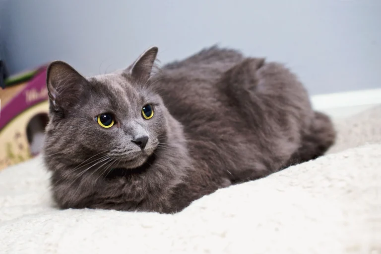 Nebelung