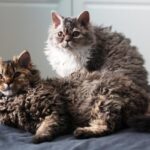 Selkirk Rex