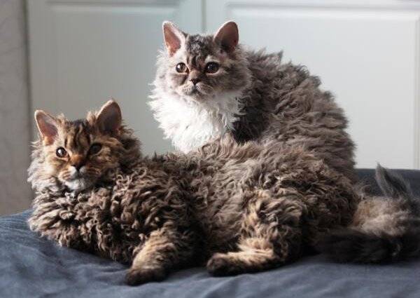 Selkirk Rex cat showcasing its characteristic curly coat
