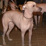 Перуанський голий собака