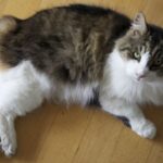 Cymric-Katze