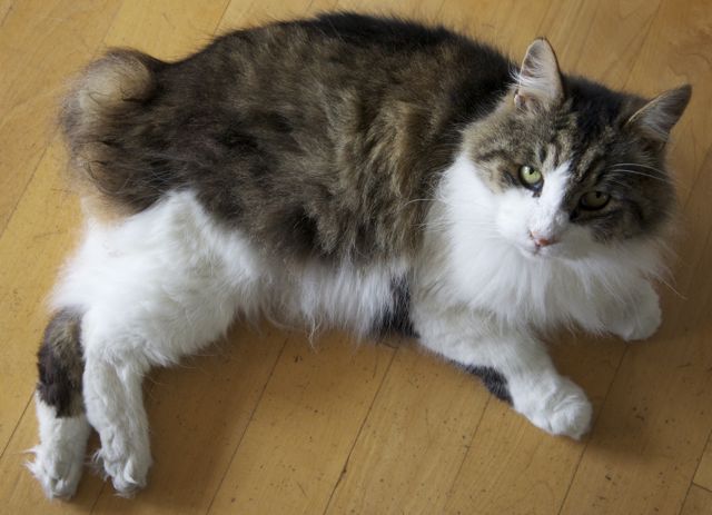 Cymric-Katze im Profil