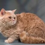Selkirk Rex