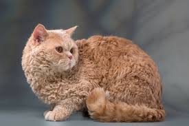 Selkirk Rex kitten with its distinctive curly fur