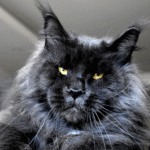 Maine Coon