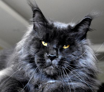 Maine Coon Kater liegt entspannt