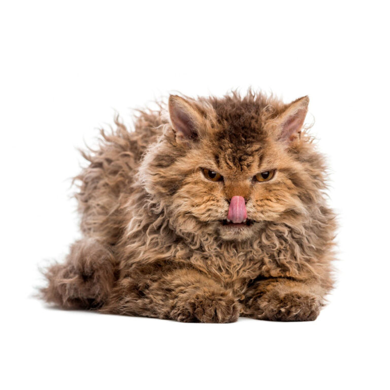Selkirk Rex