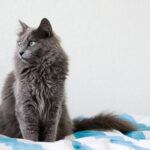 Nebelung