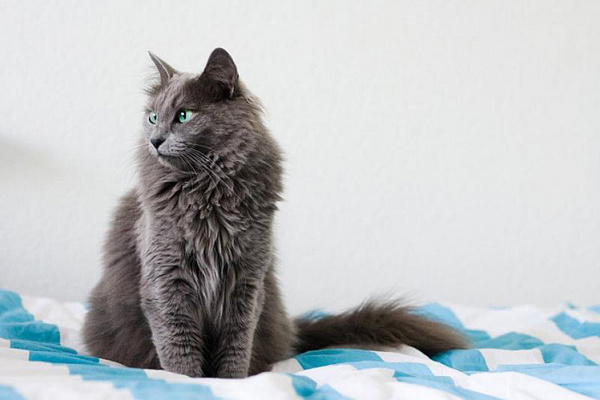 Nebelung Katze im Freien