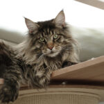 Maine Coon