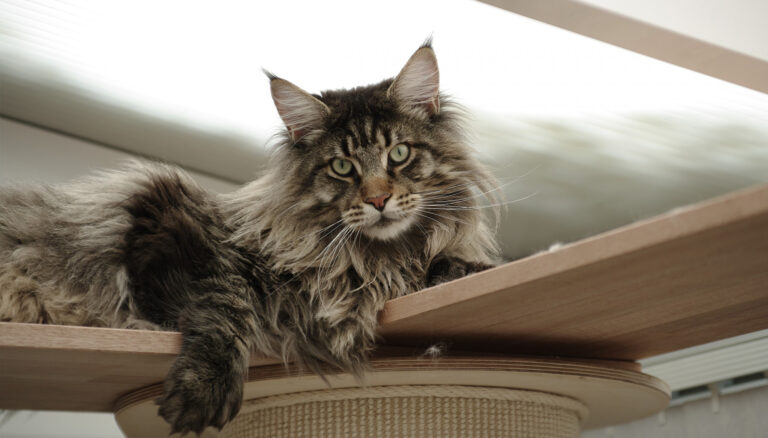 Maine Coon