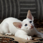 Seychellenkatze
