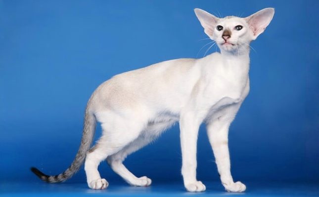 Training einer Seychellenkatze