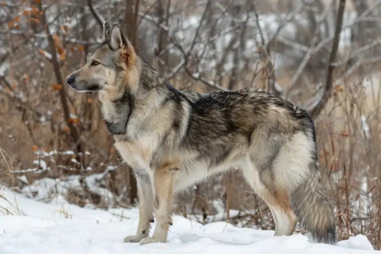 American Tundra Shepherd