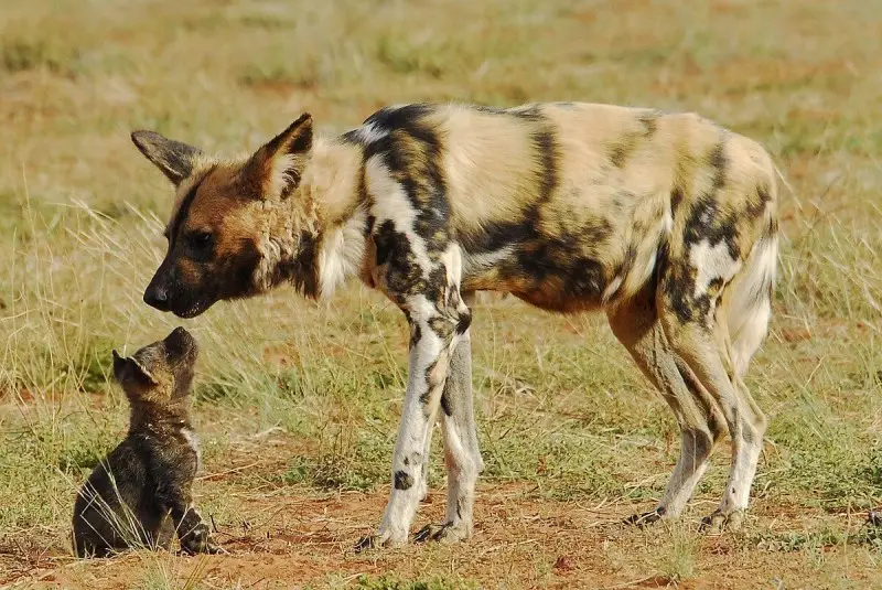 Chiots lycaons