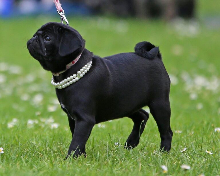 American Lo-Sze Pug