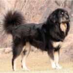 Гімалайська вівчарка