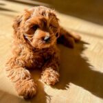 Cavapoo