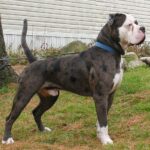 Alapaha Blue Blood Bulldog