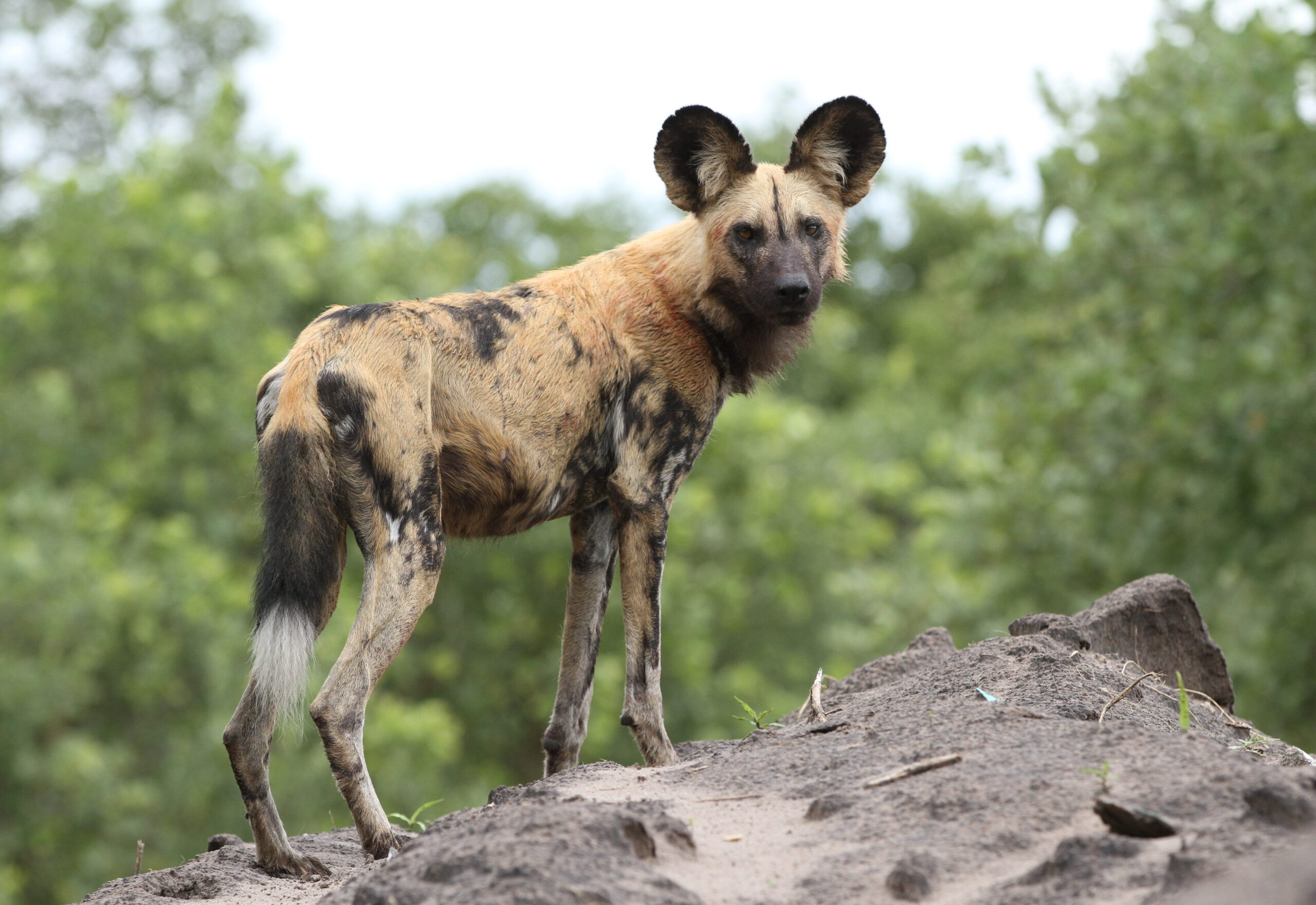 Afrikanischer Wildhund (Hyänenhund)