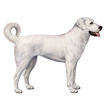Cão Akbash de perfil