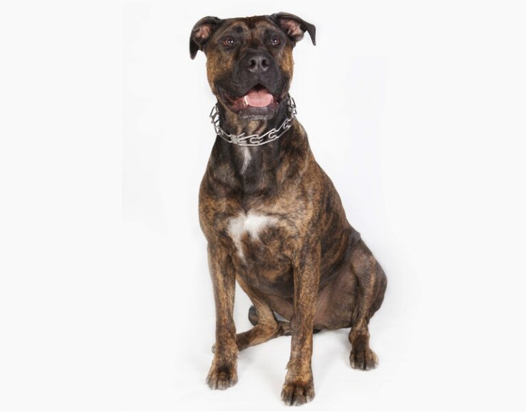 Alano (Buldog Spaniol)