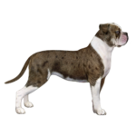 Alapaha Blue Blood Bulldog