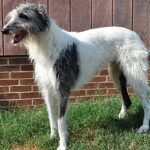 American Staghound