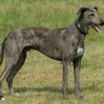 American Staghound