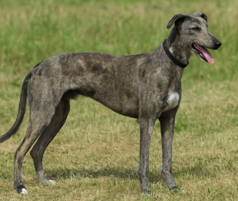 American Staghound
