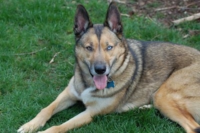 Dog sitting on grass