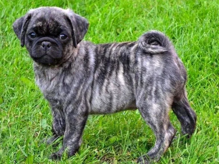 American Lo-Sze Pug