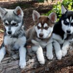 Alaskan Klee Kai (Mini-Husky)