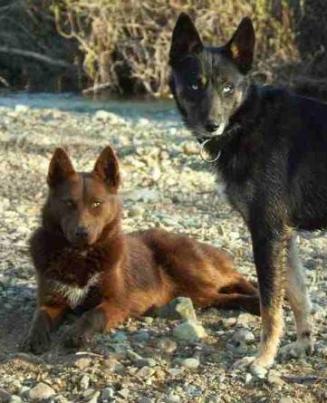 Various coat colors