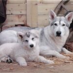 Американська тундрова вівчарка