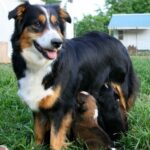 English Shepherd