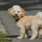 Cavapoo