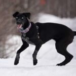 Eurohound